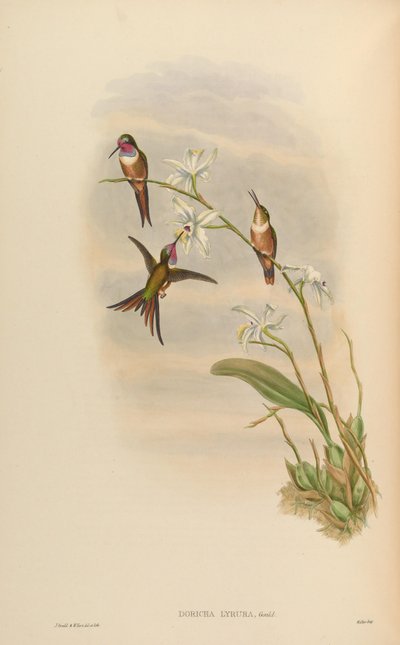 Doricha lyrura = Calliphlox evelynae by John Gould